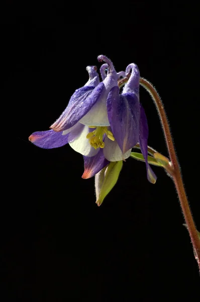 Piękne Botaniczne Ujęcie Naturalna Tapeta — Zdjęcie stockowe