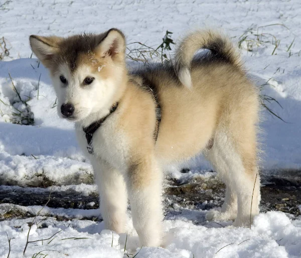 雪地里的白狼 — 图库照片
