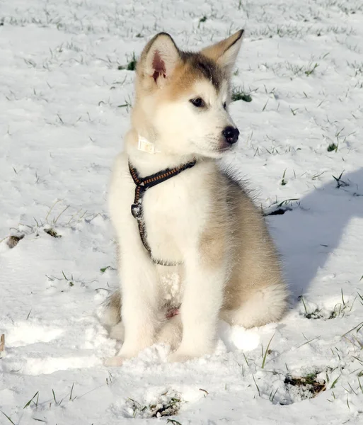 Perro Husky Siberiano Nieve — Foto de Stock