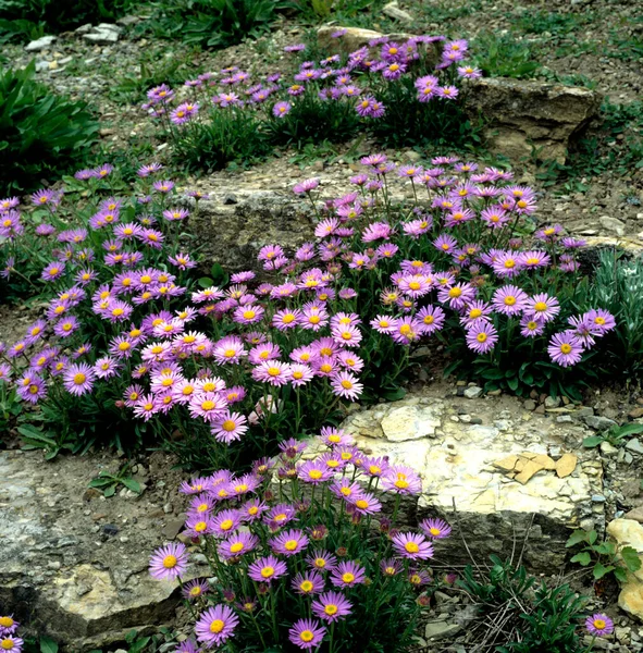 Hermosas Flores Jardín —  Fotos de Stock