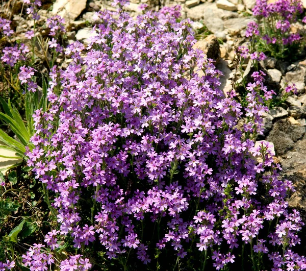 Beautiful Flowers Garden — Stock Photo, Image