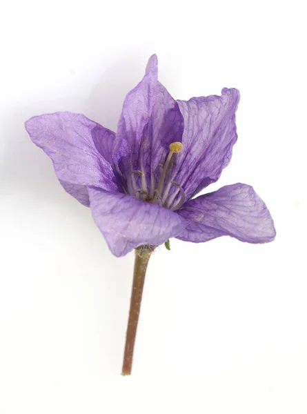 Purple Flower Isolated White Background — Stock Photo, Image