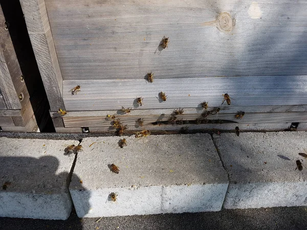 Primer Plano Una Abeja Una Tabla Madera — Foto de Stock