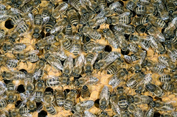 Honigbienen Biene Apis Mellifera — Φωτογραφία Αρχείου