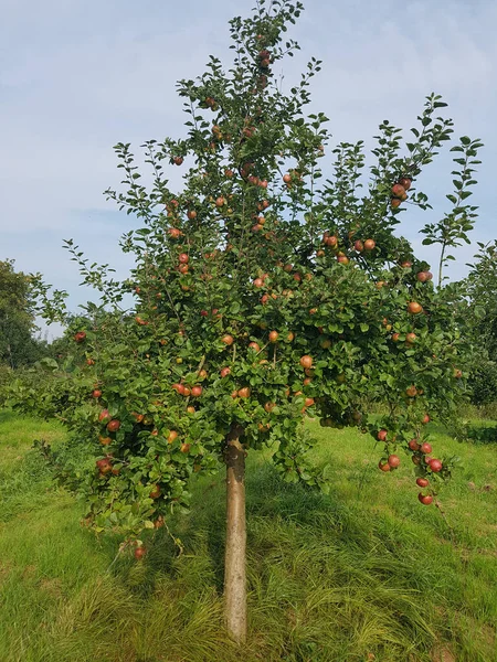 Altlaender Pfannkuchen Alte Apfelsorten Apfel Malus Domestica — Stock Fotó