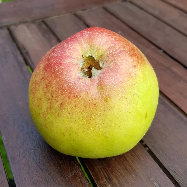 Altlaender Pfannkuchen Alte Apfelsorten Apfel Malus Domestica — Photo