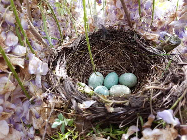 Nid Oiseaux Avec Des Plumes Dans Herbe — Photo