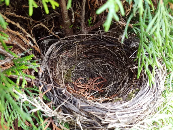 Vogelnest Het Gras — Stockfoto