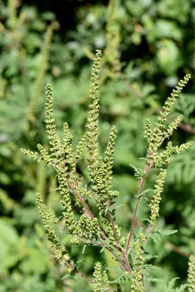 Ambrosia artemisiifolia, ist eine allergieausloesende gefaehrliche, invasive Pflanze. Ambrosia artemisiifolia, is an allergenic, invasive plant that causes allergies.