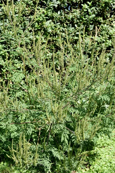 Ambrosia artemisiifolia, ist eine allergieausloesende gefaehrliche, invasive Pflanze. Ambrosia artemisiifolia, is an allergenic, invasive plant that causes allergies.