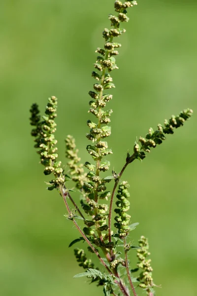 Ambrosia artemisiifolia, ist eine allergieausloesende gefaehrliche, invasive Pflanze. Ambrosia artemisiifolia, is an allergenic, invasive plant that causes allergies.
