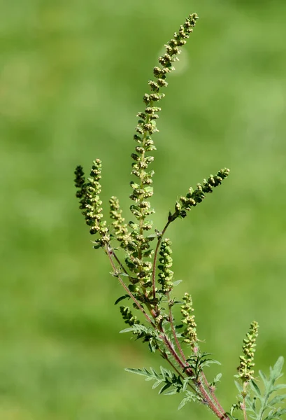 Ambrosia artemisiifolia, ist eine allergieausloesende gefaehrliche, invasive Pflanze. Ambrosia artemisiifolia, is an allergenic, invasive plant that causes allergies.