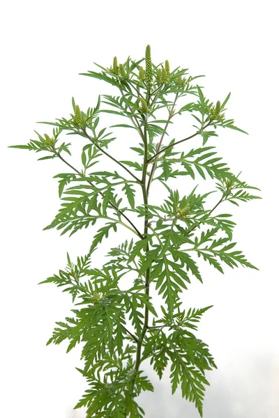 Ambrosibluete Ambrosia Artemisiifolia Aufrechtes Traubenkraut — ストック写真