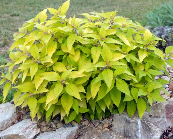 Daun Hijau Dari Tanaman Kebun — Stok Foto