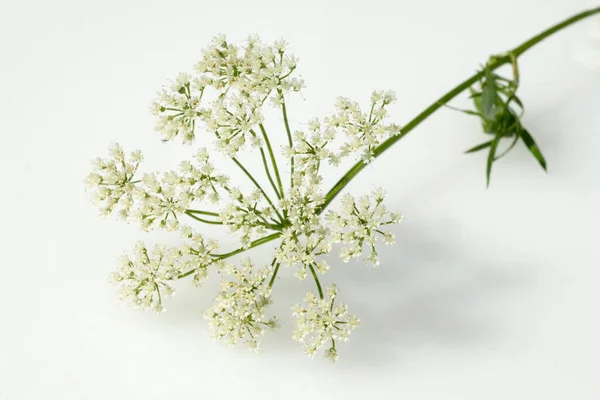 Білі Квіти Світлому Тлі — стокове фото