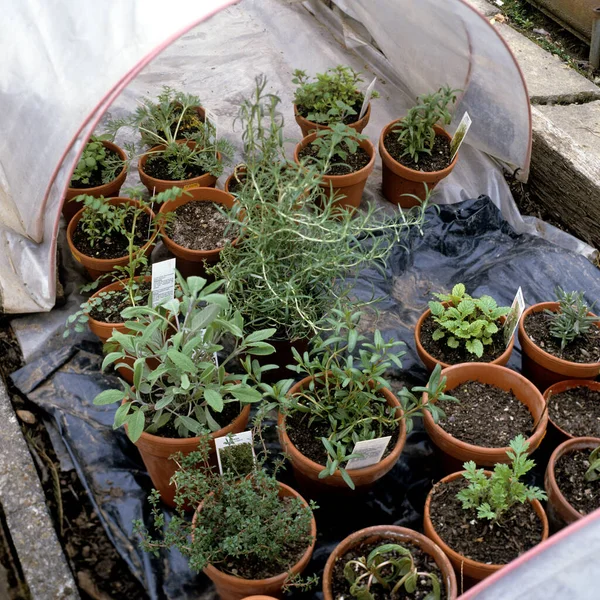 Plantas Verdes Potes Pote — Fotografia de Stock