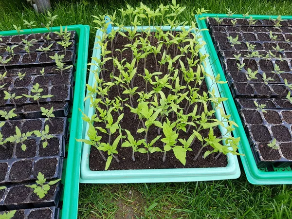 Tomate Lycopersicon Esculentum Gemuese Keimling —  Fotos de Stock