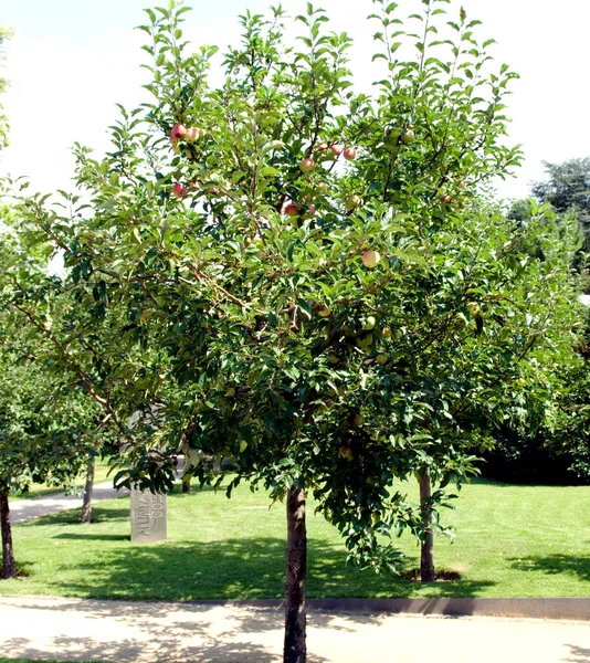 Árvore Maçã Verde Jardim — Fotografia de Stock