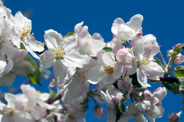 Белые Цветы Дерева Весной — стоковое фото