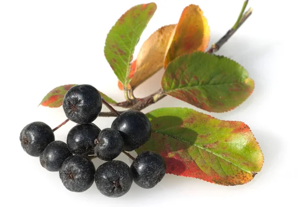 Apfelbeere Aronia Schwarze Apfelbeeren Zwergvogelbeere — стокове фото