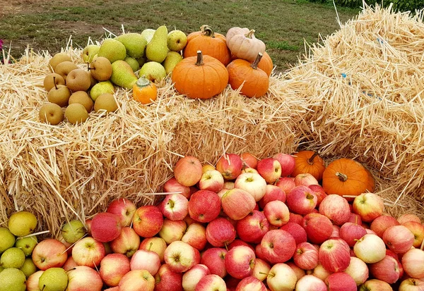 Apfel Malus Domestica Ist Eine Heimische Wohlschmeckende Frucht Μήλο Malus — Φωτογραφία Αρχείου