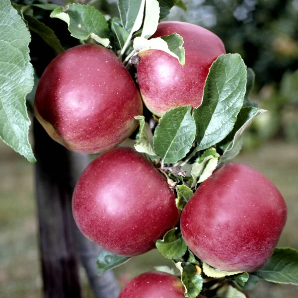 Blackjon Apfel Malus Domestica Apfelsorte Apfel Kernobst Obst — Stock Fotó