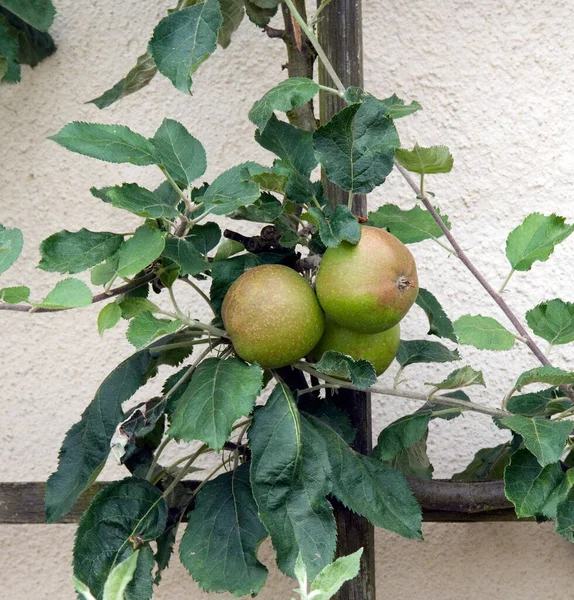 Ripe Green Apples Tree — Stock Photo, Image