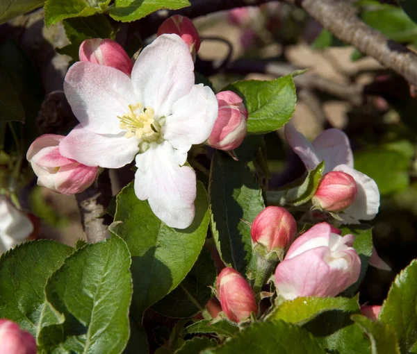 Hermosas Flores Manzano Primavera — Foto de Stock