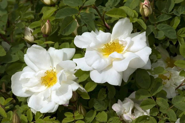 Vita Blommor Trädgården — Stockfoto