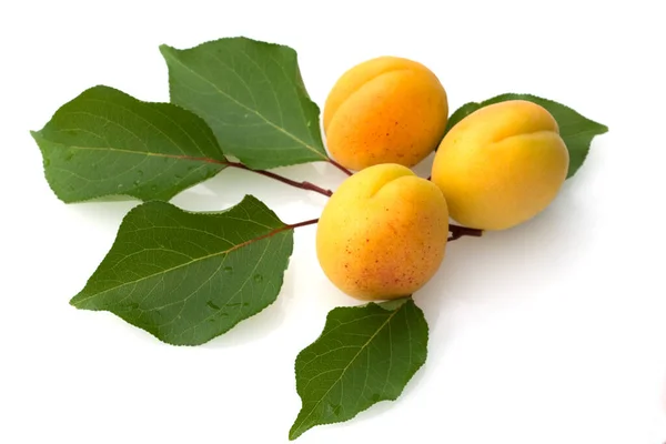 Aprikos Prunus Armeniaca Heilpflanzen Fruechte Obst — Stockfoto