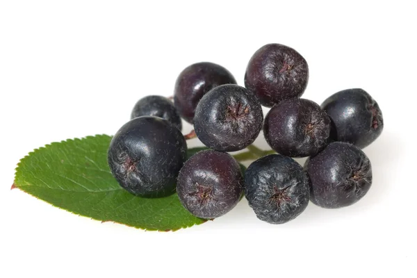 Frische Blaubeeren Isoliert Auf Weißem Hintergrund — Stockfoto