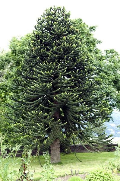 Árvore Verde Jardim — Fotografia de Stock