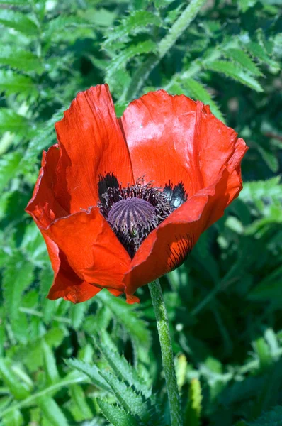 Κόκκινο Λουλούδι Παπαρούνας Στον Κήπο — Φωτογραφία Αρχείου