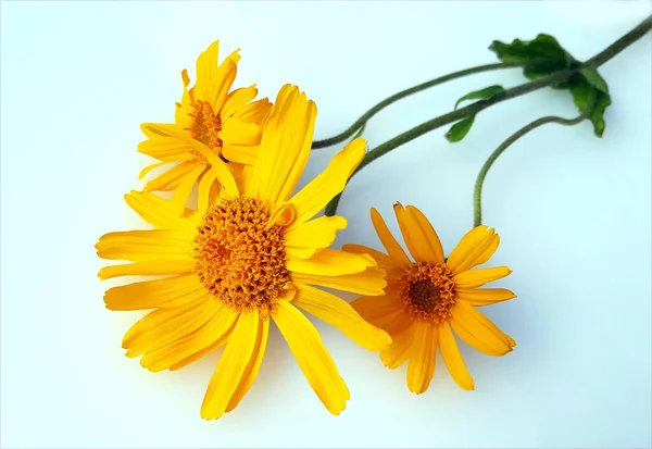 Schöne Gelbe Blume Auf Weißem Hintergrund — Stockfoto