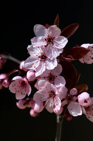 Beautiful Flowers Cherry Blossoms Spring — Stock Photo, Image