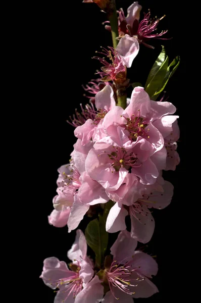Beautiful Pink Flowers Cherry Blossom — Stock Photo, Image