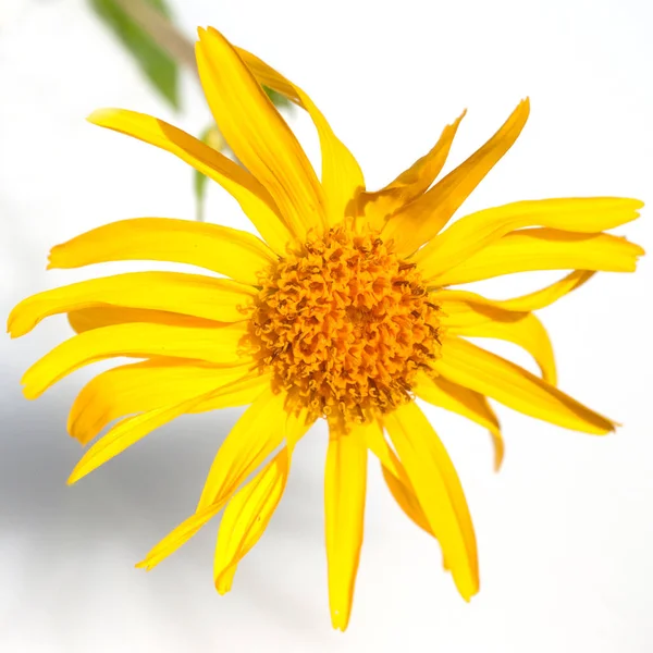 Arnika Arnica Montana Gebirgspflanze — Stockfoto