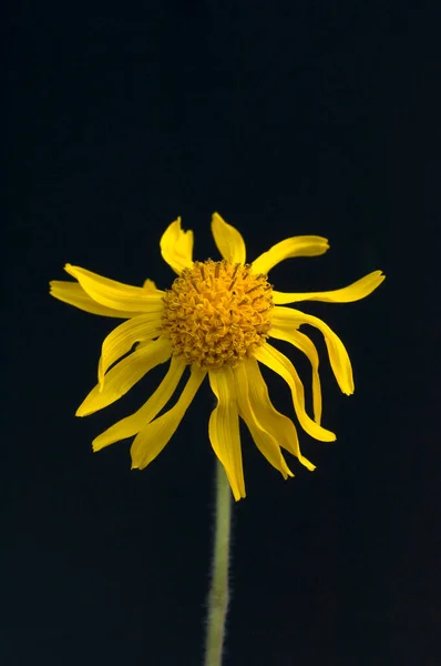 Arnika Arnica Montana Gebirgspflanze Heilpflanze — стокове фото