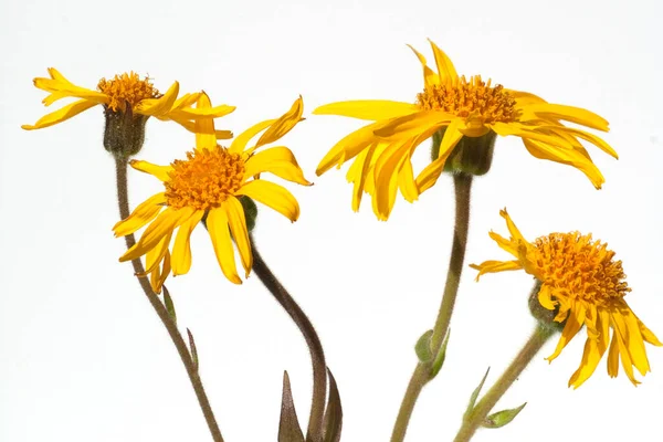 Arnika Arnica Montana Gebirgspflanze — Stockfoto