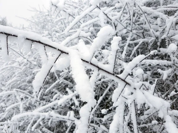 公园里被雪覆盖的树木 — 图库照片
