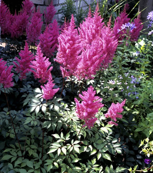 Astilbe Astilbe Chinensis Purpurkerze Prachtspiere — Photo