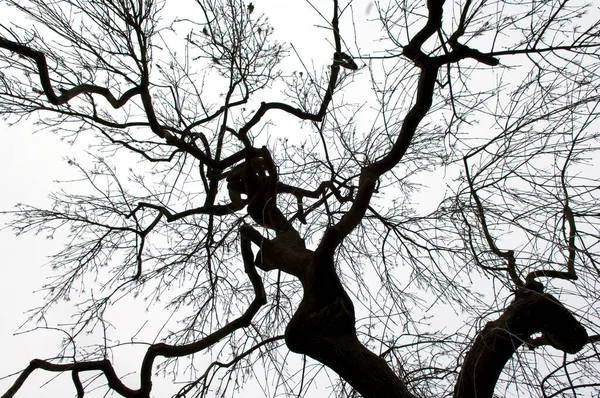 Ветви Деревьев Флора Природа — стоковое фото