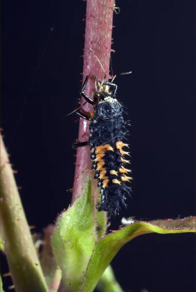 Käfer Aus Nächster Nähe Der Wilden Natur — Stockfoto