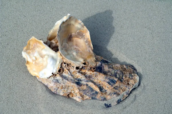 Sea Shell Beach — Stock Photo, Image