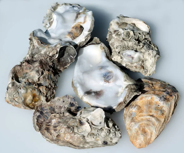 Oysters White Background — Stock Photo, Image