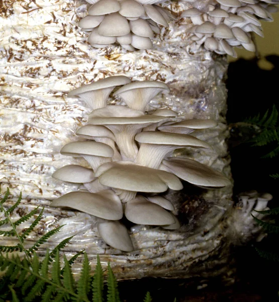 Austernseitling Pleurotus Pulmonarius Zuchtpilz — Stockfoto