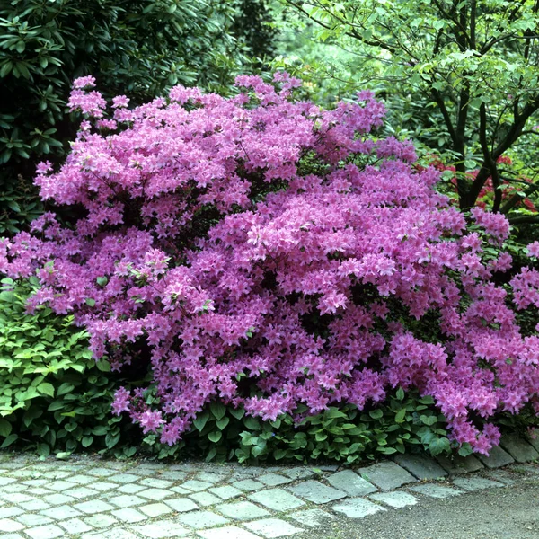 Belles Fleurs Hortensia Rose Dans Jardin — Photo