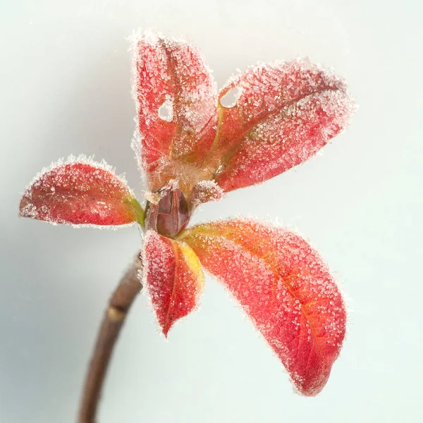 枝に露が落ちる美しい赤い花 — ストック写真
