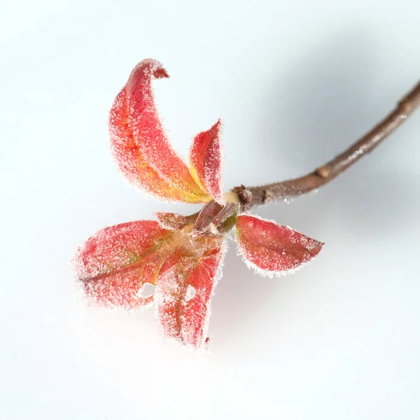 Hermosa Flor Roja Sobre Fondo Blanco — Foto de Stock