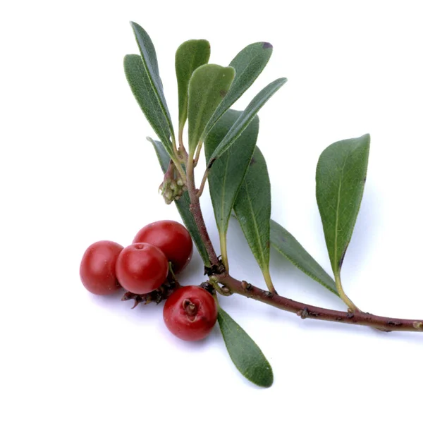 Baerentraube Arctostaphylos Uva Ursi Beeren Bodendecker Heilpflanze — Stock Photo, Image